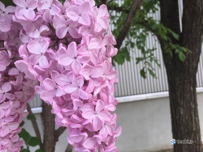 北海道　週末は花のイベント日和