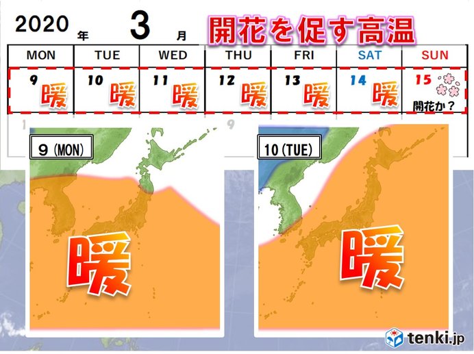 桜開花を後押し?季節は春へ一気に加速!