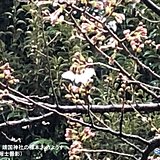 東京で桜開花　過去最も早く　今年全国トップ