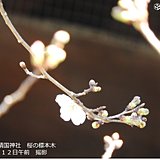 東京の桜　まもなく開花発表か　すでに1輪咲きました