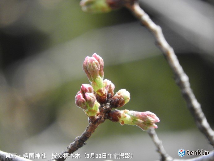 いよいよ桜開花となるか