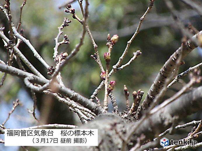 桜のつぼみも暖かさに誘われて