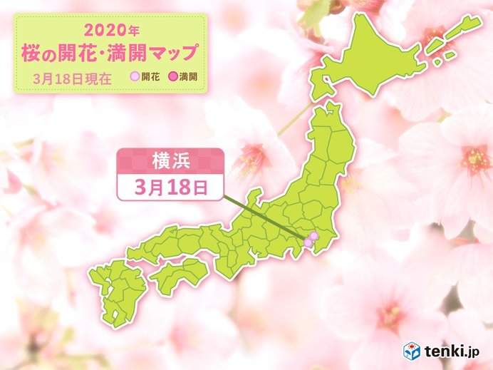 横浜で桜開花　過去2位の早さ　今週は開花ラッシュか