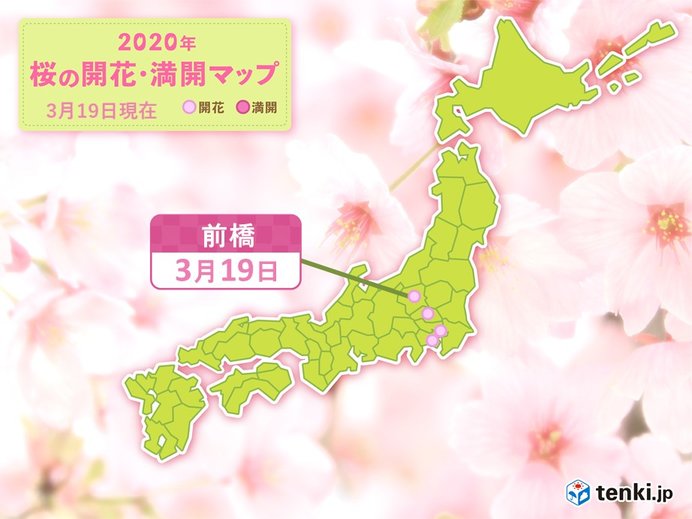 前橋で桜が開花