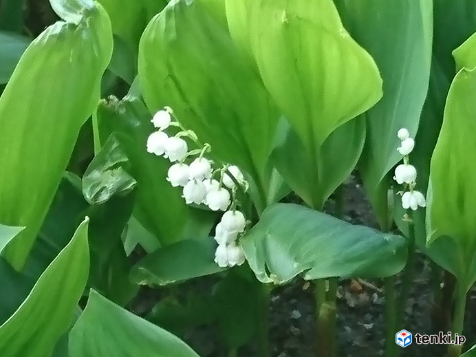 北海道　カラッとからジットリに_画像