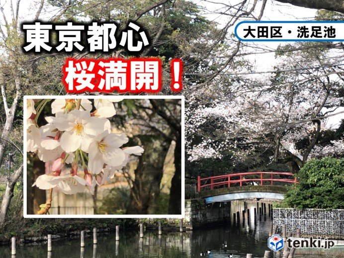全国トップで東京の桜が満開　過去2番目に早い記録