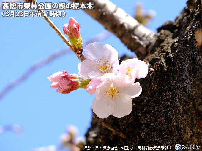 大阪・高松・熊本で桜開花　昨年より3日以上早く