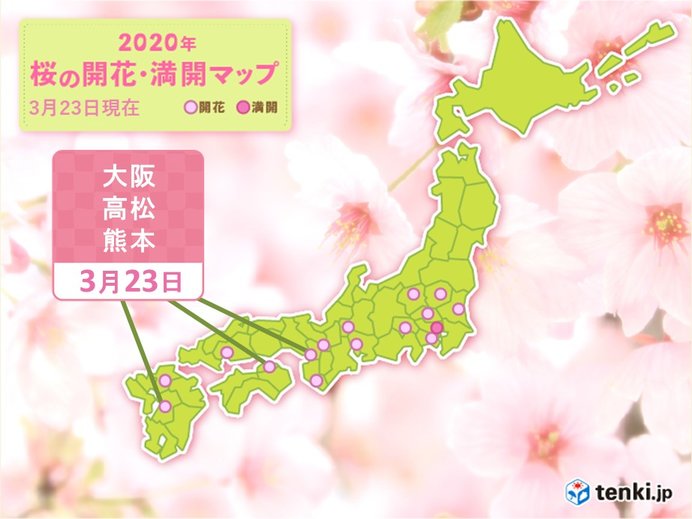 西から開花の便り続々と　大阪・高松・熊本で桜開花
