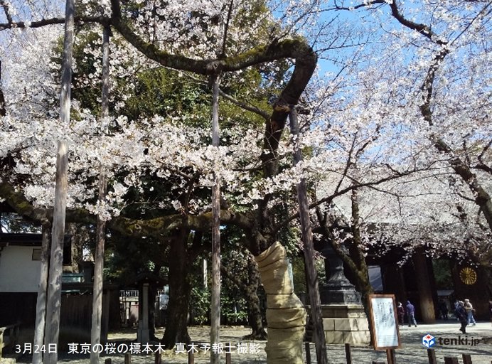 長崎や下関、岡山で桜が開花