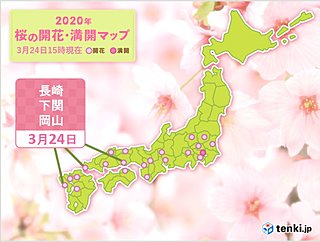 長崎、下関、岡山で桜開花　東京の桜も見ごろ続く