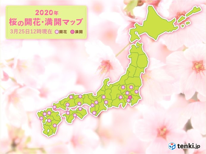 宮崎・松山で桜開花　気温上昇　朝と正午の差10度も