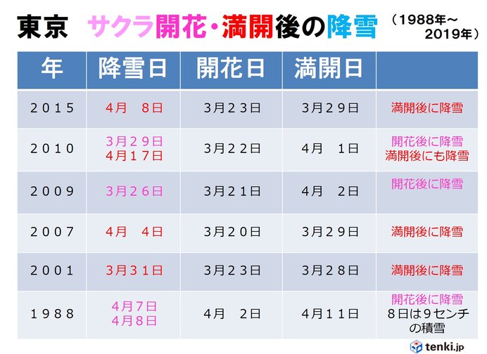 満開のサクラに雪か