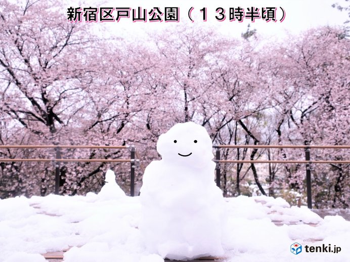 雪だるまのお花見　関東の雪リポート1