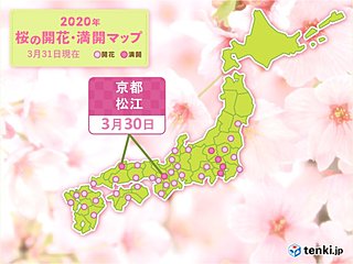 ついに西日本でも満開に　京都・松江から桜満開の便り