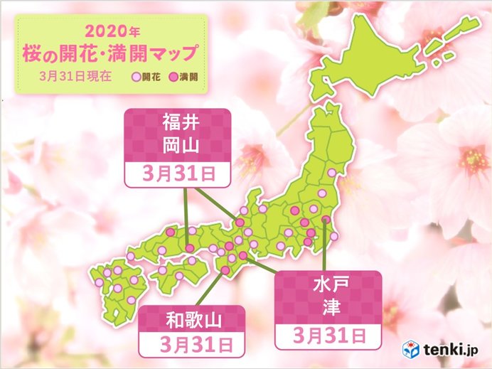 水戸や福井、津、和歌山、岡山で桜が満開