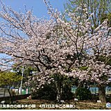 福岡市　ようやく桜満開