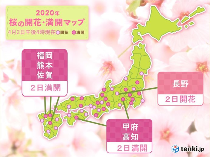 長野で桜開花　満開の便りも続々と