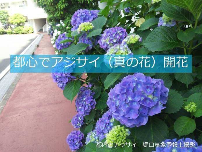 色鮮やか　都心でアジサイ(真の花)開花