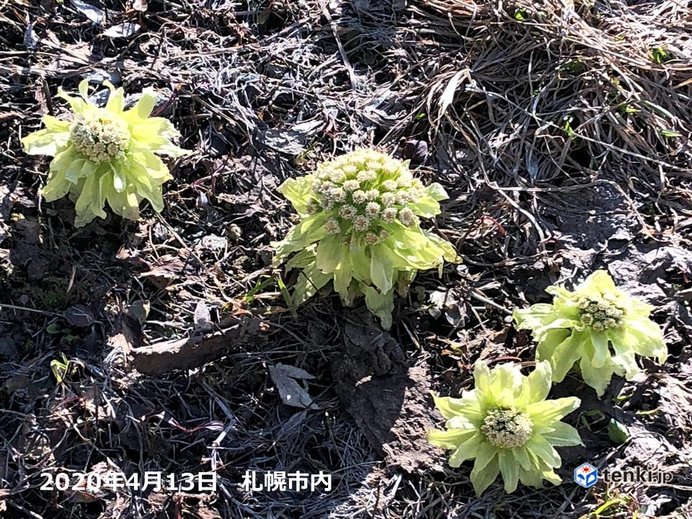 北海道　季節の歩みは遅いが春は苦みを