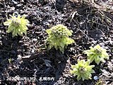 北海道　季節の歩みは遅いが春は苦みを