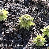 北海道　季節の歩みは遅いが春は苦みを