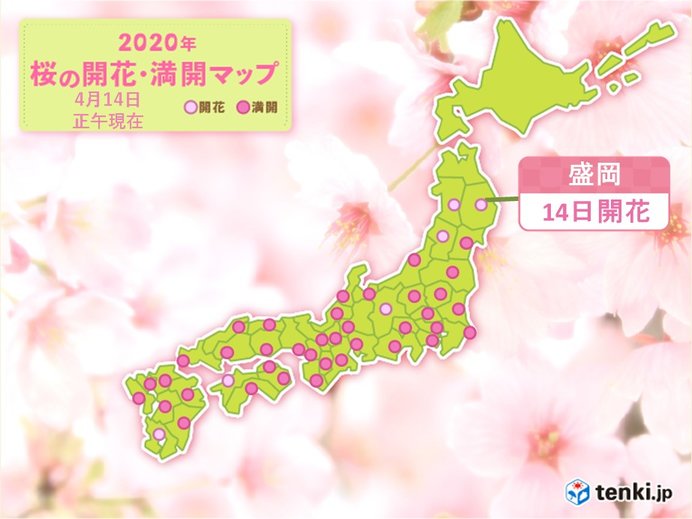 盛岡で桜開花　平年より一週間早く