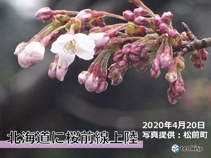 北海道に桜前線上陸　松前で史上3位の早さで開花