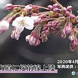 北海道に桜前線上陸　松前で史上3位の早さで開花