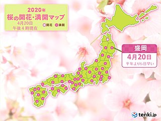 雨ニモマケズ　盛岡で桜満開　平年より5日早く