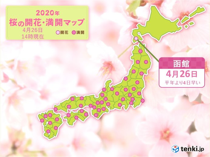 桜前線は北海道に　窓や庭先から春をお楽しみください