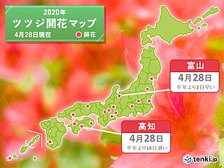 高知・富山からツツジ開花の便り　季節は進む