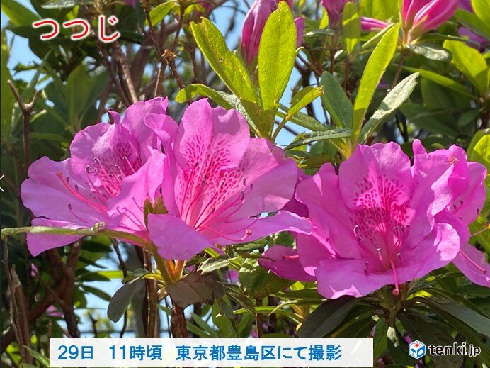 鮮やかなピンクの花