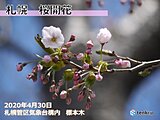 北海道　札幌で桜開花