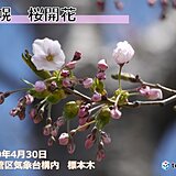 北海道　札幌で桜開花