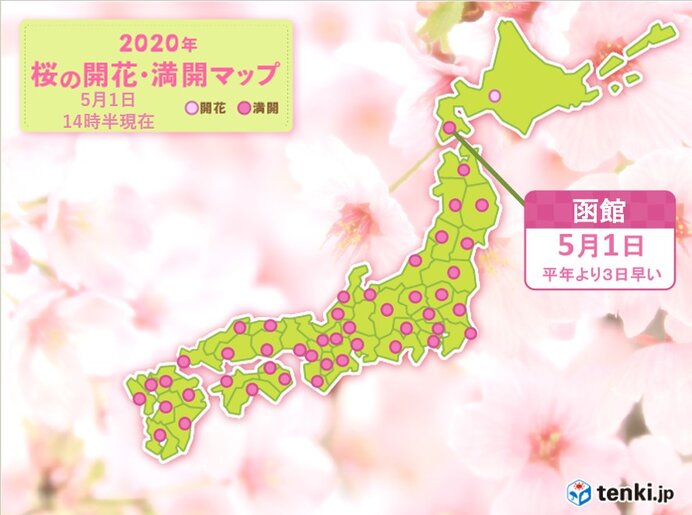 函館でサクラが満開　北海道で今年初の満開