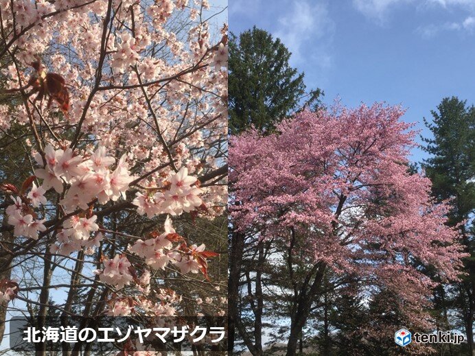 北海道 帯広でエゾヤマザクラ開花 気象予報士 岡本 肇 年05月02日 日本気象協会 Tenki Jp