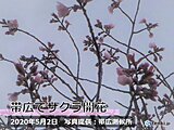 北海道　帯広でエゾヤマザクラ開花