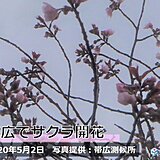 北海道　帯広でエゾヤマザクラ開花