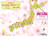 北海道の桜　旭川と帯広　開花からわずか1日で満開に