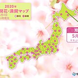 北海道の桜　旭川と帯広　開花からわずか1日で満開に