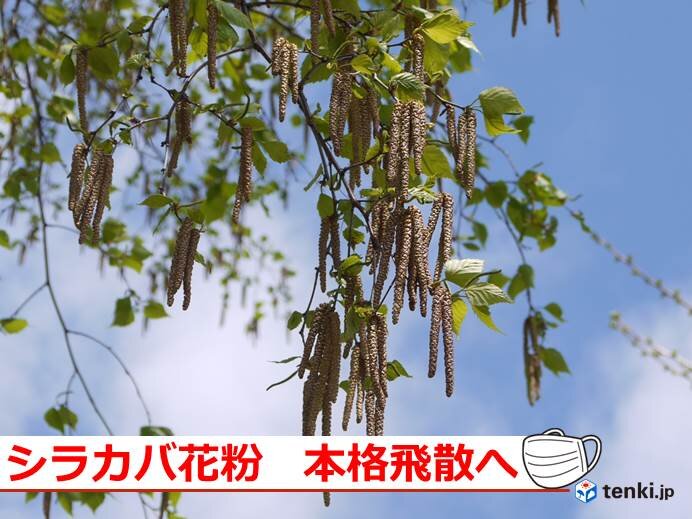 北海道　シラカバ花粉の季節