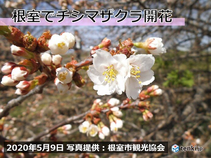 北海道　根室でチシマザクラが開花