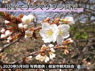 北海道　根室でチシマザクラが開花