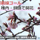桜前線ゴール!　北海道　稚内と釧路で桜開花