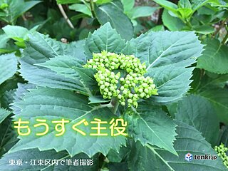 21日 関東、東北中心に若葉寒