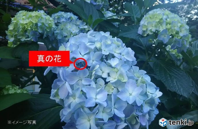 和歌山や奈良でアジサイ開花 観測は真の花 日直予報士 2020年06月03日 日本気象協会 Tenki Jp