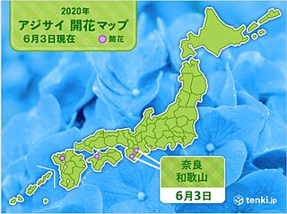 和歌山や奈良でアジサイ開花 観測は真の花
