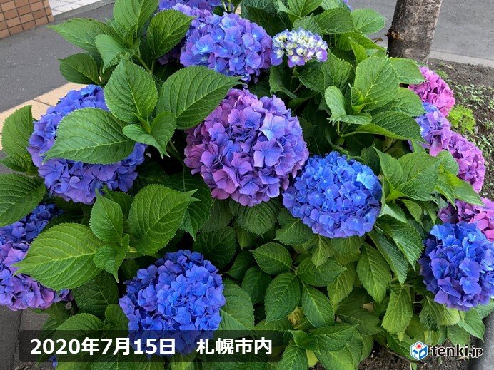 やっと来た 北海道でアジサイの季節に 日直予報士 年07月16日 日本気象協会 Tenki Jp