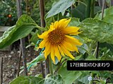 関西　雨が多く日差しが少ない7月　この先は?
