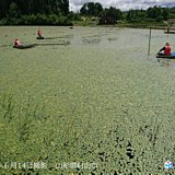 東北　じゅんさい収穫の最盛期